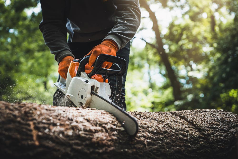 Man Using A Chainsaw To Cut A Tree